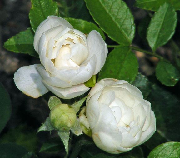 Blanche Neige photo bn2013_07050105_zps5065f021.jpg